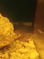 Volwassen grote paleatus corydoras, 0 tot 2 jaar