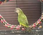 Bonte boer pop 2025, Dieren en Toebehoren, Vrouwelijk, Papegaai