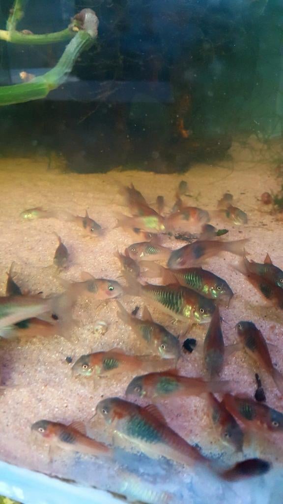 Corydora orange Venezuela, Dieren en Toebehoren, Vissen | Aquariumvissen, Vis