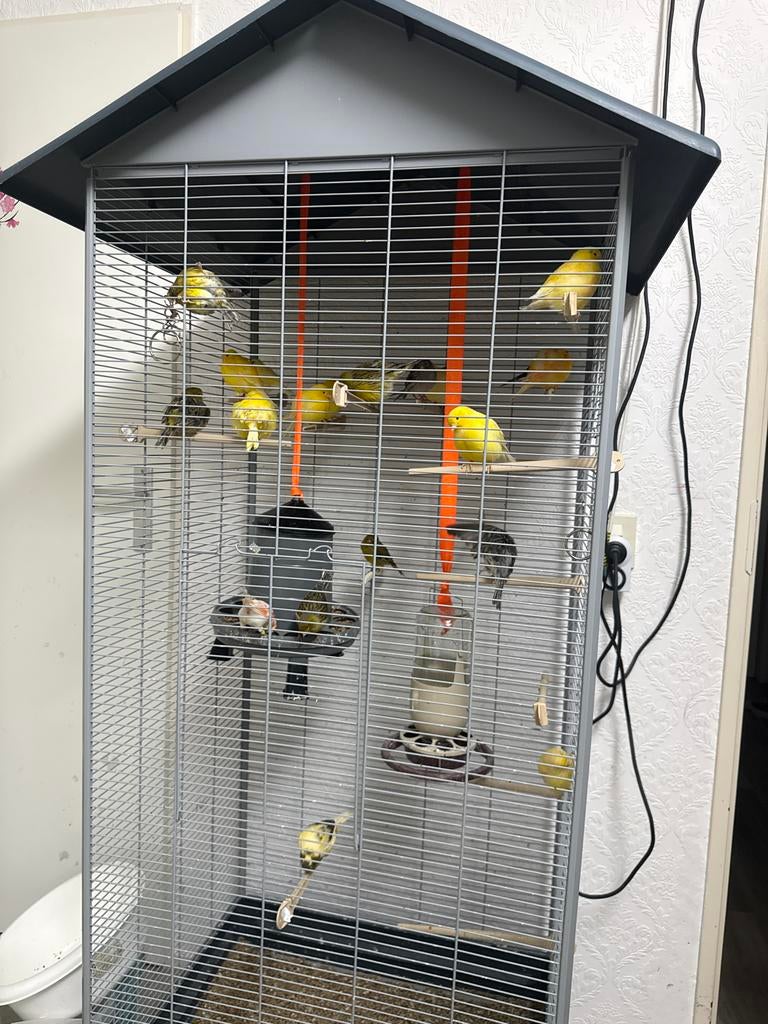 Kanaries vogels manen en popen, Dieren en Toebehoren, Vogels | Hokken en Kooien, Ophalen, Zo goed als nieuw, Hout, Vogelkooi