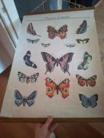 Rolposter Vlinders en Motten, Ophalen of Verzenden, Natuur en Biologie