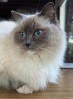 ragdoll, gek op kinderen, gesterriliseerd, 3 jaar, Dieren en Toebehoren, Katten en Kittens | Raskatten | Langhaar, Poes, Gechipt