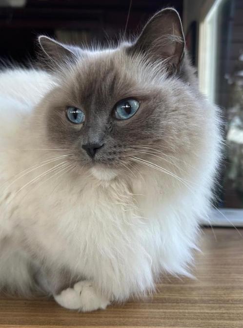 ragdoll, gek op kinderen, gesterriliseerd, 3 jaar, Dieren en Toebehoren, Katten en Kittens | Raskatten | Langhaar, Poes, 3 tot 5 jaar