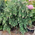 Winterharde Fuchsia's 3 soorten, Volle zon, Vaste plant, Zomer, Ophalen