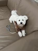 Maltipoo reu, Dieren en Toebehoren, Honden | Niet-rashonden, Rabiës (hondsdolheid), Reu, 1 tot 2 jaar, Eén hond