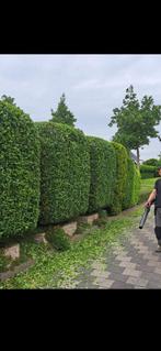 Hovenier / Tuinman aangeboden!, Ophalen, Zomer, Volle zon, Overige soorten