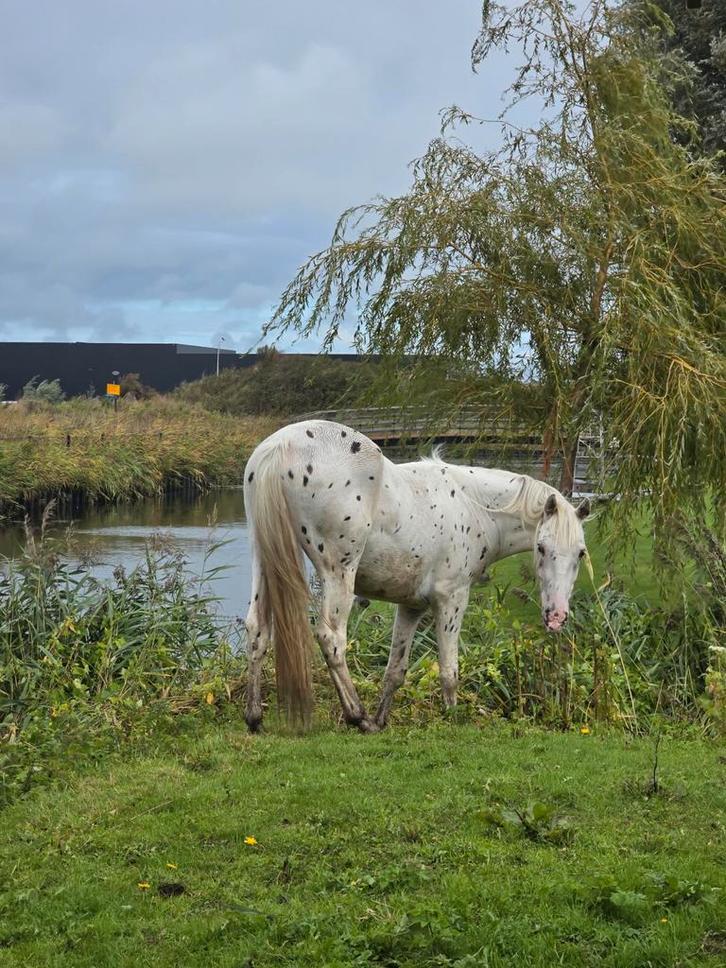 Plek vrij in Heerhugowaard voor een pony ruin, Dieren en Toebehoren, Stalling en Weidegang