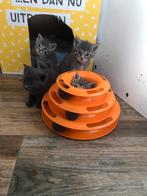Cyprische kittens, Meerdere dieren, Kortharig, 0 tot 2 jaar