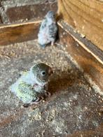 Baby Grasparkieten, Dieren en Toebehoren, Vogels | Parkieten en Papegaaien