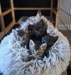 Sphynx X Ragdoll kittens, Dieren en Toebehoren, Meerdere dieren, Met stamboom