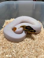 0.1 OD YB Pied ball python regius te koop, Dieren en Toebehoren, Reptielen en Amfibieën, Slang, Tam, 0 tot 2 jaar