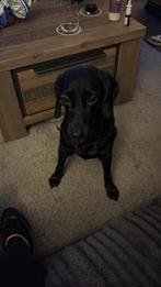 Dwergpincher/dwerg tackel/ cockers spaniel, Dieren en Toebehoren, Parvo, Eén hond, 3 tot 5 jaar, Nederland