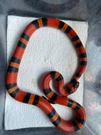Lampropeltis Triangulum Hondurensis Tangerine, Dieren en Toebehoren, Reptielen en Amfibieën, Slang, 0 tot 2 jaar