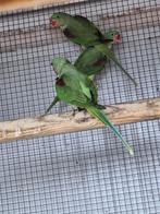 Jonge Alexander parkieten, Vrouwelijk, Parkiet