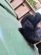 Konijnen Fransenhangoor, Meerdere dieren, Overige typen, Tam