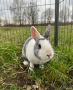 Maisy zoekt een huisje (gevaccineerd), Dieren en Toebehoren, Konijnen, Vrouwelijk, Klein, 3 tot 5 jaar