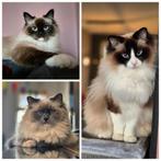 Drie lieve ragdolls zoeken liefdevol huis, Dieren en Toebehoren, Meerdere dieren, Gechipt, 3 tot 5 jaar