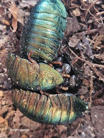 Pseudoglomeris magnifica nimfen  beschikbaar voor biedingen