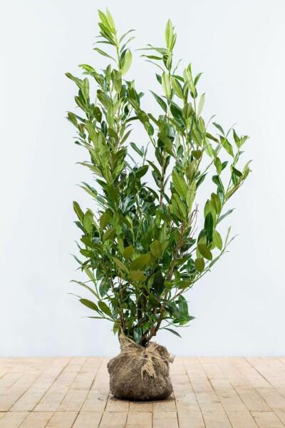 Laurierkers scherpe prijs!  20m1 haag te koop., Tuin en Terras, Planten | Struiken en Hagen, Laurier, 100 tot 250 cm, Ophalen
