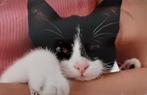 Lief jong poesje / kitten+  poes zwart wit -lief, Dieren en Toebehoren, Katten en Kittens | Overige Katten, Poes, Kortharig, 0 tot 2 jaar
