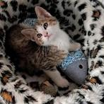 Lieve katertjes, Dieren en Toebehoren, Katten en Kittens | Overige Katten, Meerdere dieren, Kortharig, 0 tot 2 jaar