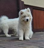samoyed, Dieren en Toebehoren, Particulier, Rabiës (hondsdolheid), Reu, 8 tot 15 weken