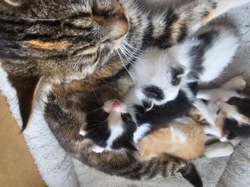 Kittens Europees korthaar  beschikbaar voor biedingen