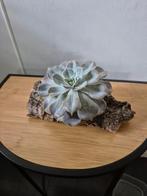 Echeveria op kurk, Ophalen of Verzenden, Vetplant, Halfschaduw, Minder dan 100 cm