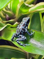 Dendrobates auratus La coca, Dieren en Toebehoren, Reptielen en Amfibieën, Amfibie, 0 tot 2 jaar