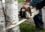 bomen zagen, Tuin en Terras, Planten | Bomen, Ophalen of Verzenden, Overige soorten