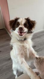 Boomer, 1 jaar oud, Reu, 1 tot 2 jaar, Parvo, Eén hond