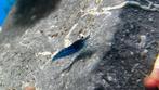 Jonge blauwe neocaridina garnalen, Dieren en Toebehoren, Vissen | Aquariumvissen, Kreeft, Krab of Garnaal