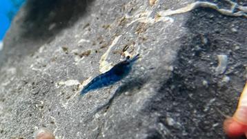 Jonge blauwe neocaridina garnalen beschikbaar voor biedingen