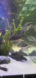 Gele flagtail, Dieren en Toebehoren, Vis