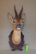 opgezette ree kop   In mooie staat, Verzamelen, Dierenverzamelingen, Ophalen of Verzenden, Gebruikt, Hert, Opgezet dier