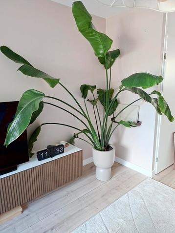 Grote Strelitzia Nicolai - meer dan 180 cm! beschikbaar voor biedingen