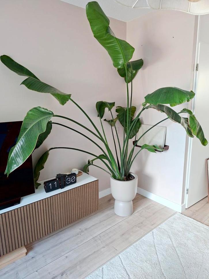 Grote Strelitzia Nicolai - meer dan 180 cm!, Huis en Inrichting, Kamerplanten, Overige soorten, 150 tot 200 cm, Groene kamerplant