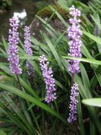 Aanbieding 20 blauw of wit Parelgras Liriope € 50, Ophalen of Verzenden, Vaste plant, Overige soorten