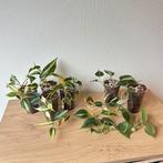 Philodendron silver stripe, Ophalen of Verzenden, Halfschaduw, Minder dan 100 cm