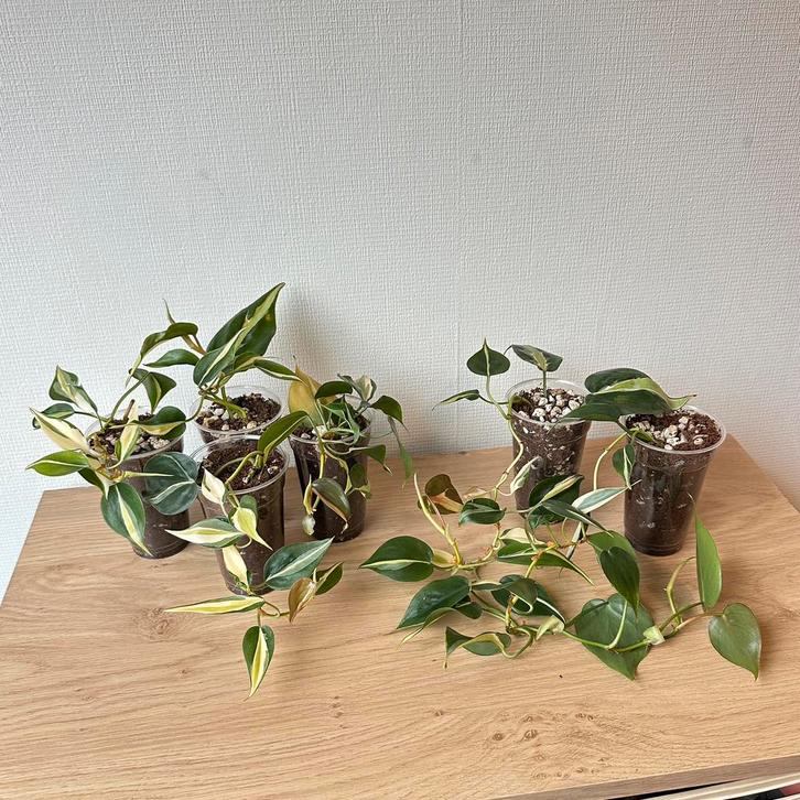 Philodendron silver stripe, Huis en Inrichting, Kamerplanten, Minder dan 100 cm, Halfschaduw, Ophalen of Verzenden