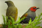 Astrild, Dieren en Toebehoren, Vogels | Overige Vogels, Mannelijk