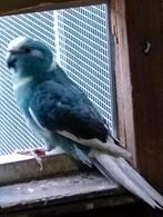 Bonte blauwe kakariki man., Dieren en Toebehoren, Vogels | Parkieten en Papegaaien, Mannelijk, Parkiet, Geringd