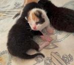2 poesjes en 2 katers te reserveren, Meerdere dieren, Kortharig, 0 tot 2 jaar