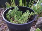 Vetplant, Tuin en Terras, Planten | Tuinplanten, Halfschaduw, Zomer, Vaste plant, Bodembedekkers