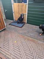 Zwarte labrador teefje, Dieren en Toebehoren, Honden | Retrievers, Spaniëls en Waterhonden, Rabiës (hondsdolheid), 15 weken tot 1 jaar