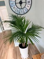 Kentia palm ongeveer tot 110 cm zonder pot, Huis en Inrichting, Kamerplanten, Ophalen, Ficus, Halfschaduw