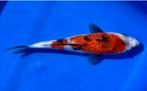 Ginrin showa, Karper of Koi