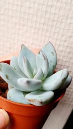 Pachyveria ‘Powder Puff’ vetplant succulent echeveria, Huis en Inrichting, Kamerplanten, Vetplant, Ophalen of Verzenden, In pot