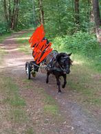 Leuke menn pony te verzorgen, Dieren en Toebehoren, Ophalen of Verzenden