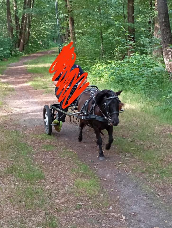 Leuke menn pony te verzorgen, Dieren en Toebehoren, Paarden en Pony's | Verzorgingsproducten, Ophalen of Verzenden